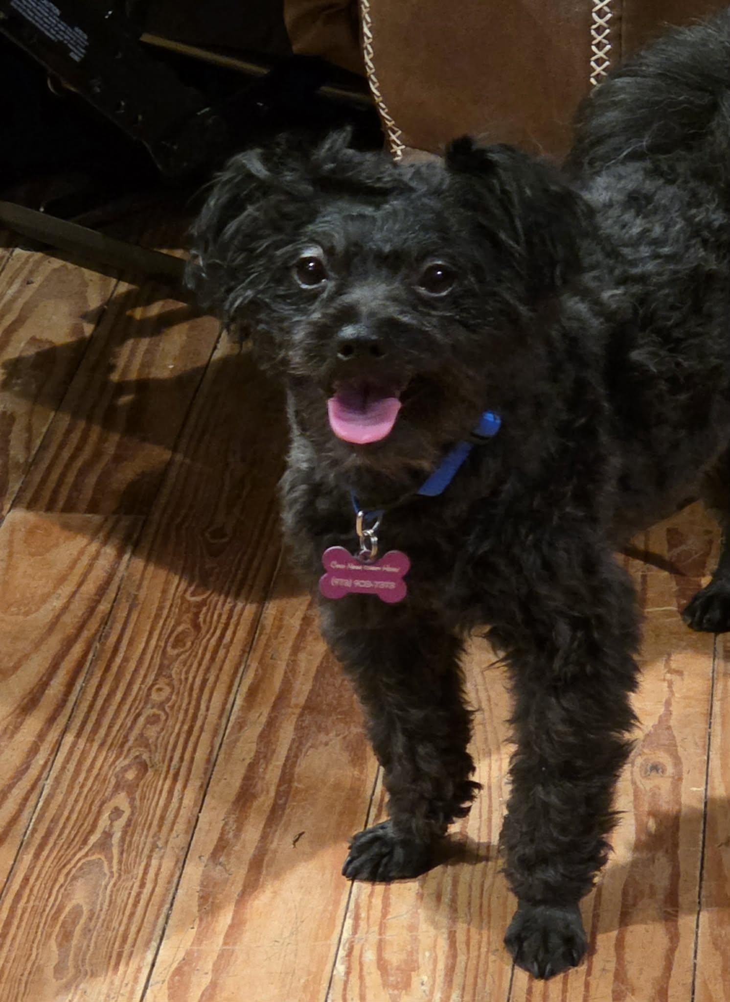 Enlarge Ollie, a ADOPTABLE Pomapoo in Succasunna, NJ image 1/6
