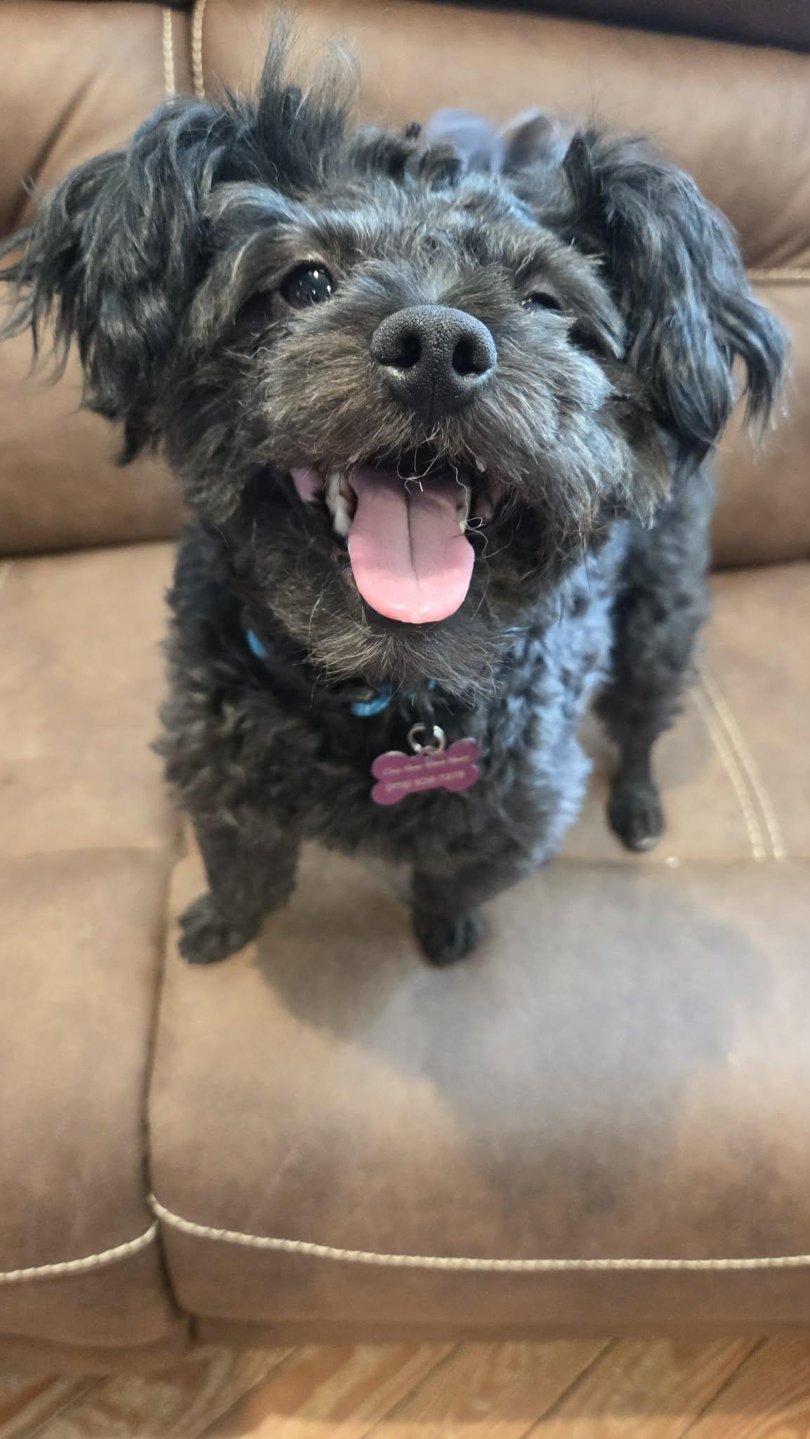 Enlarge Ollie, a ADOPTABLE Pomapoo in Succasunna, NJ image 6/6