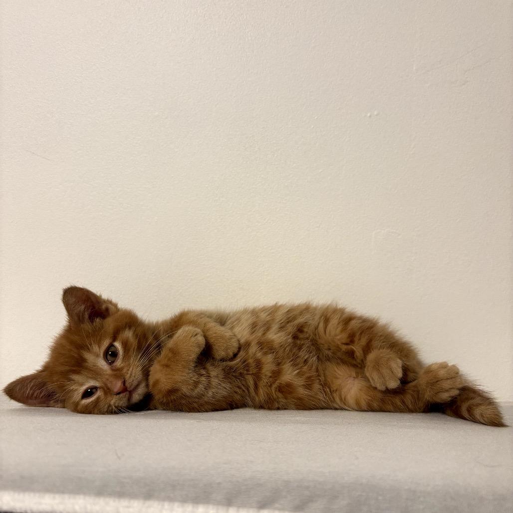 Crab — thumbnail 2