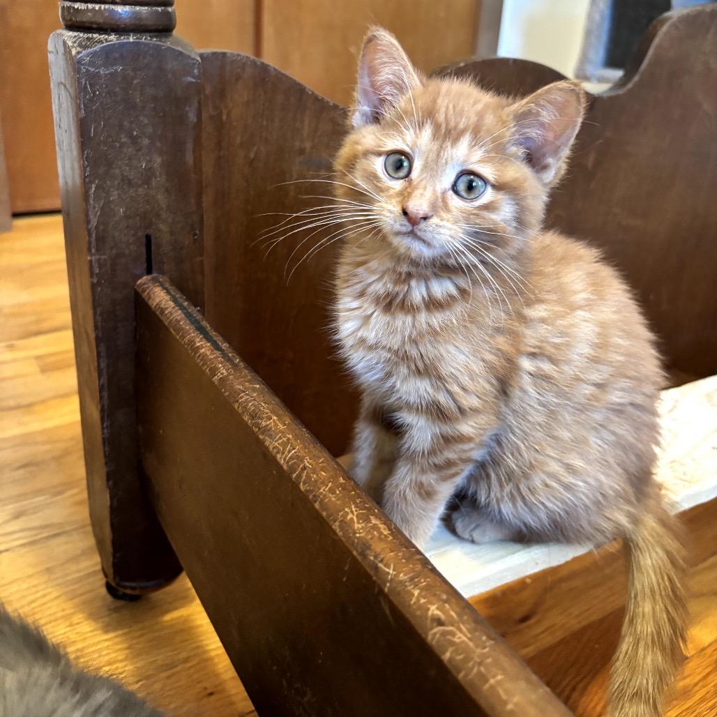 Crab — thumbnail 3