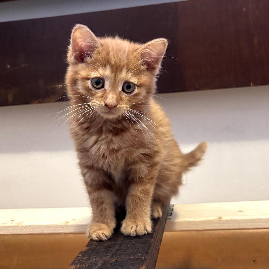 Crab — thumbnail 4