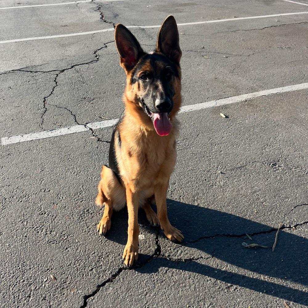 Chance, Adoptable, Young Male German Shepherd Dog.