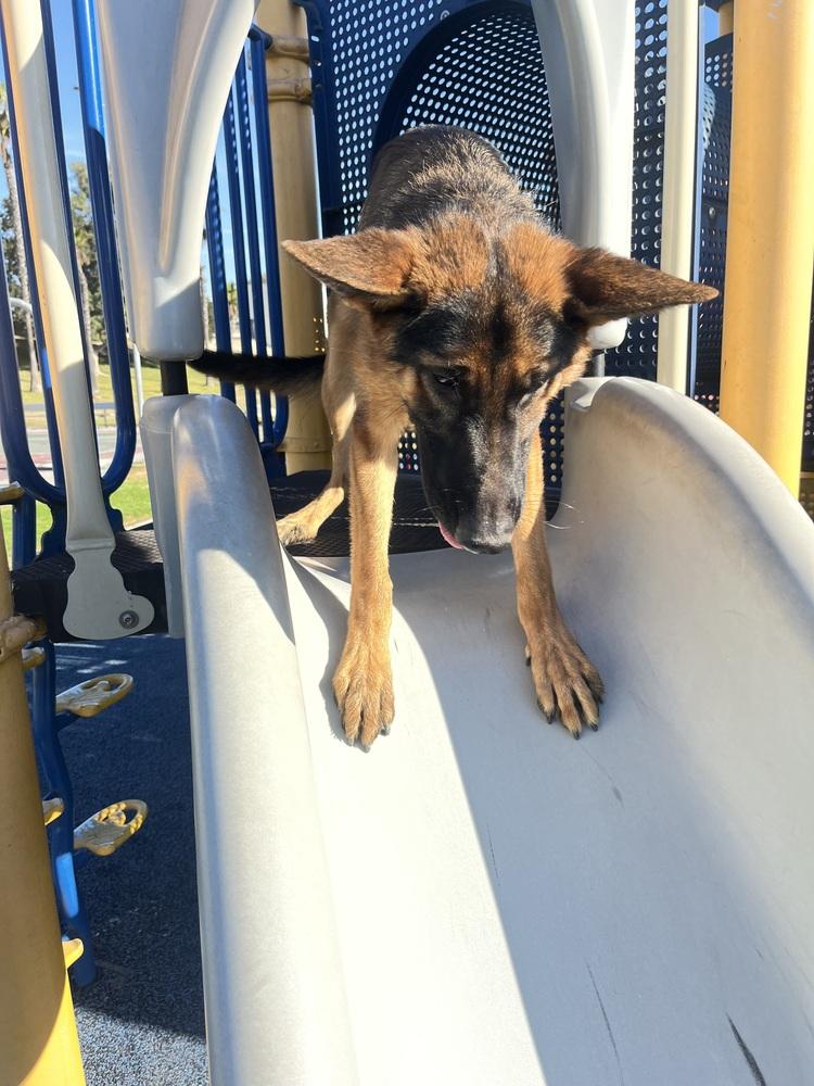 Enlarge Chance, a Adoptable German Shepherd Dog in los angeles, CA image 2/6