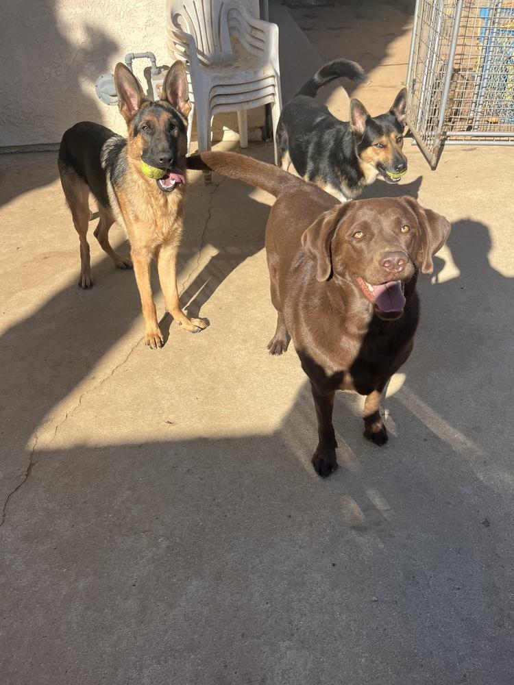 Enlarge Chance, a Adoptable German Shepherd Dog in los angeles, CA image 3/6
