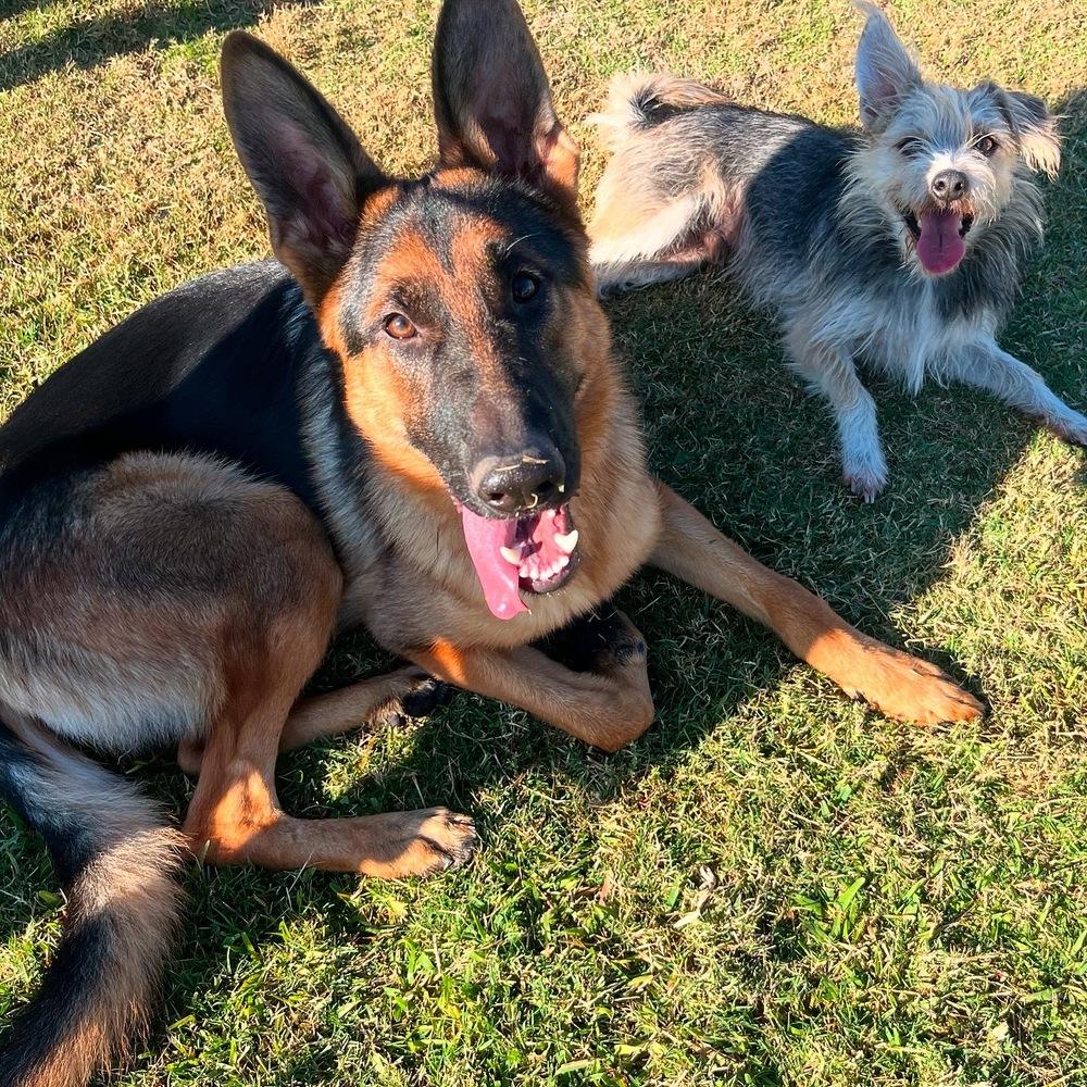 Enlarge Chance, a Adoptable German Shepherd Dog in los angeles, CA image 4/6