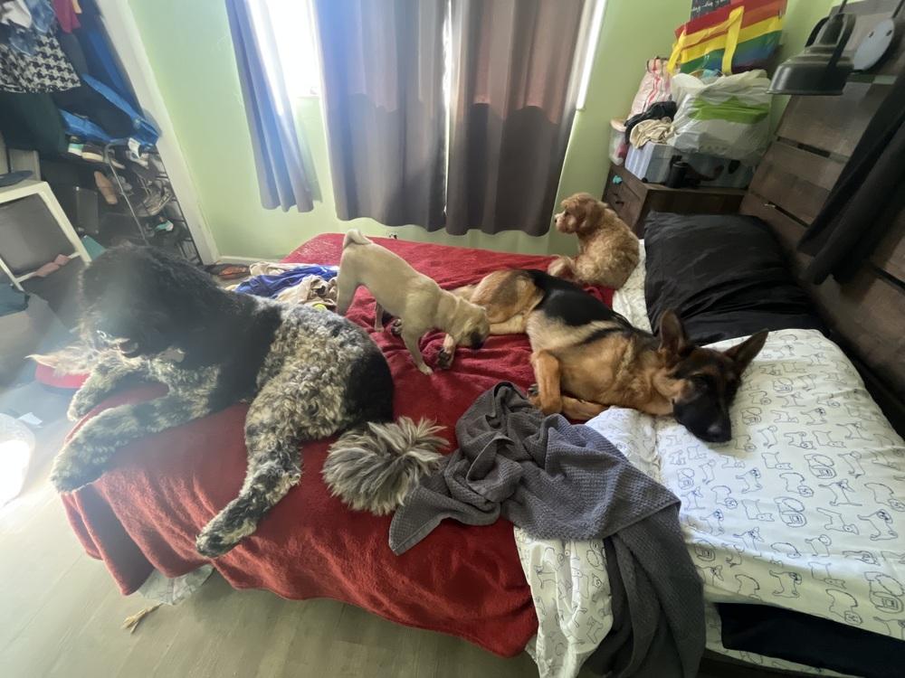 Enlarge Chance, a Adoptable German Shepherd Dog in los angeles, CA image 5/6