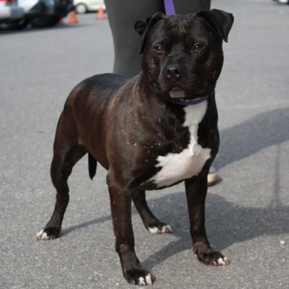 Rambo, Adoptable, Adult Male Staffordshire Bull Terrier & Mixed Breed.