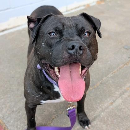 Enlarge Rambo, a Adoptable mixed breed in Richmond, VA image 3/3