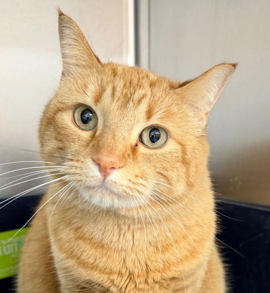 Keeva, Adoptable, Adult Female Domestic Short Hair.