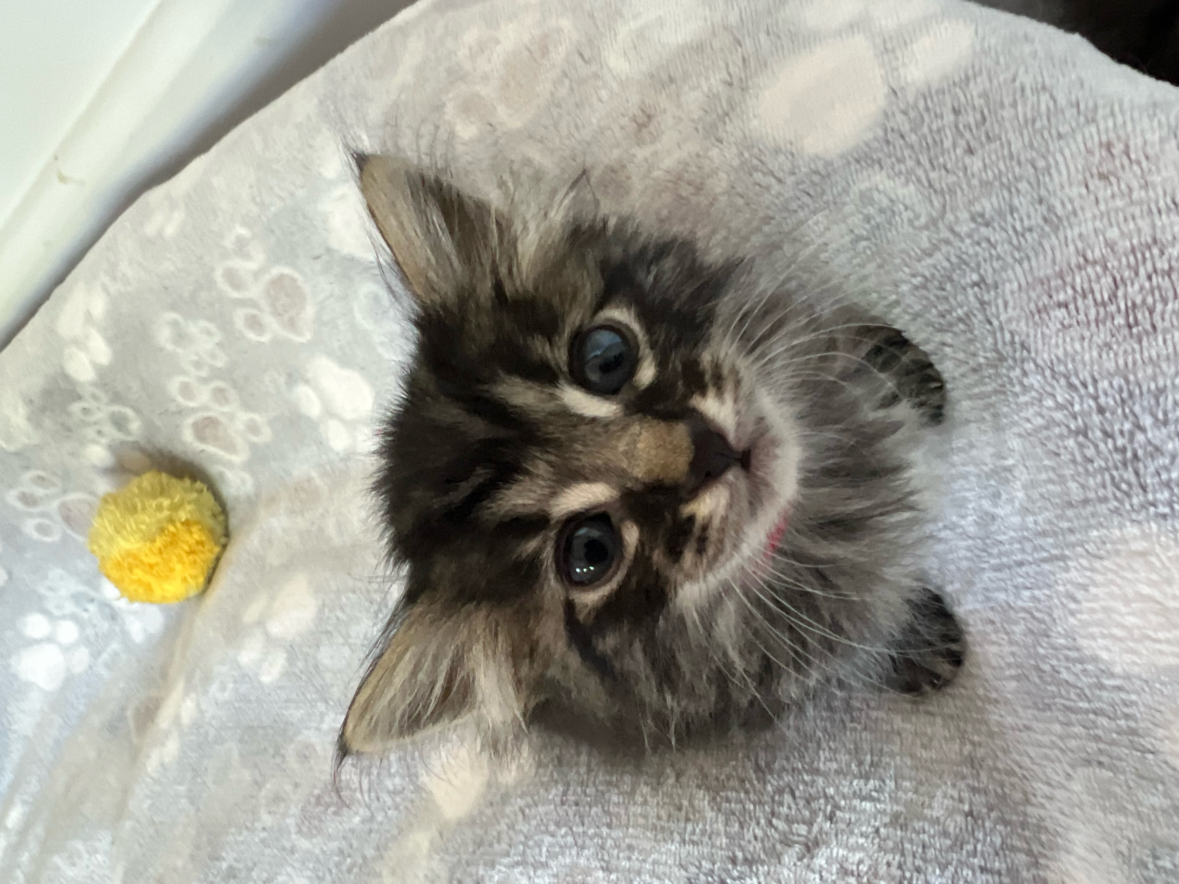 Capri, Adoptable, Kitten Female Domestic Medium Hair.