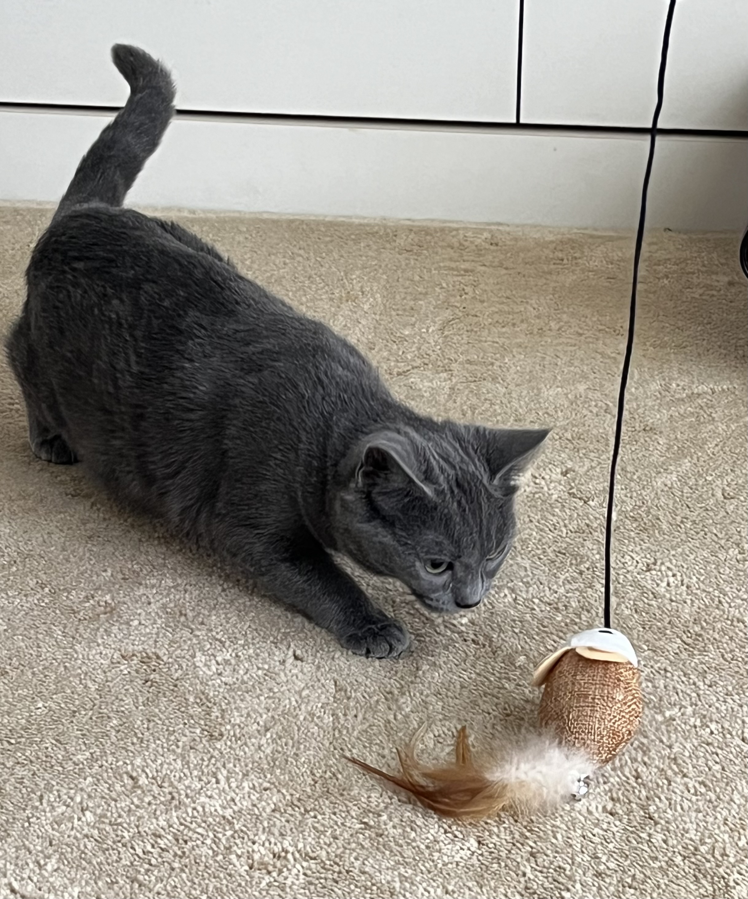 Natasha Fatale, an adopted Russian Blue in Nacogdoches, TX image 2/4