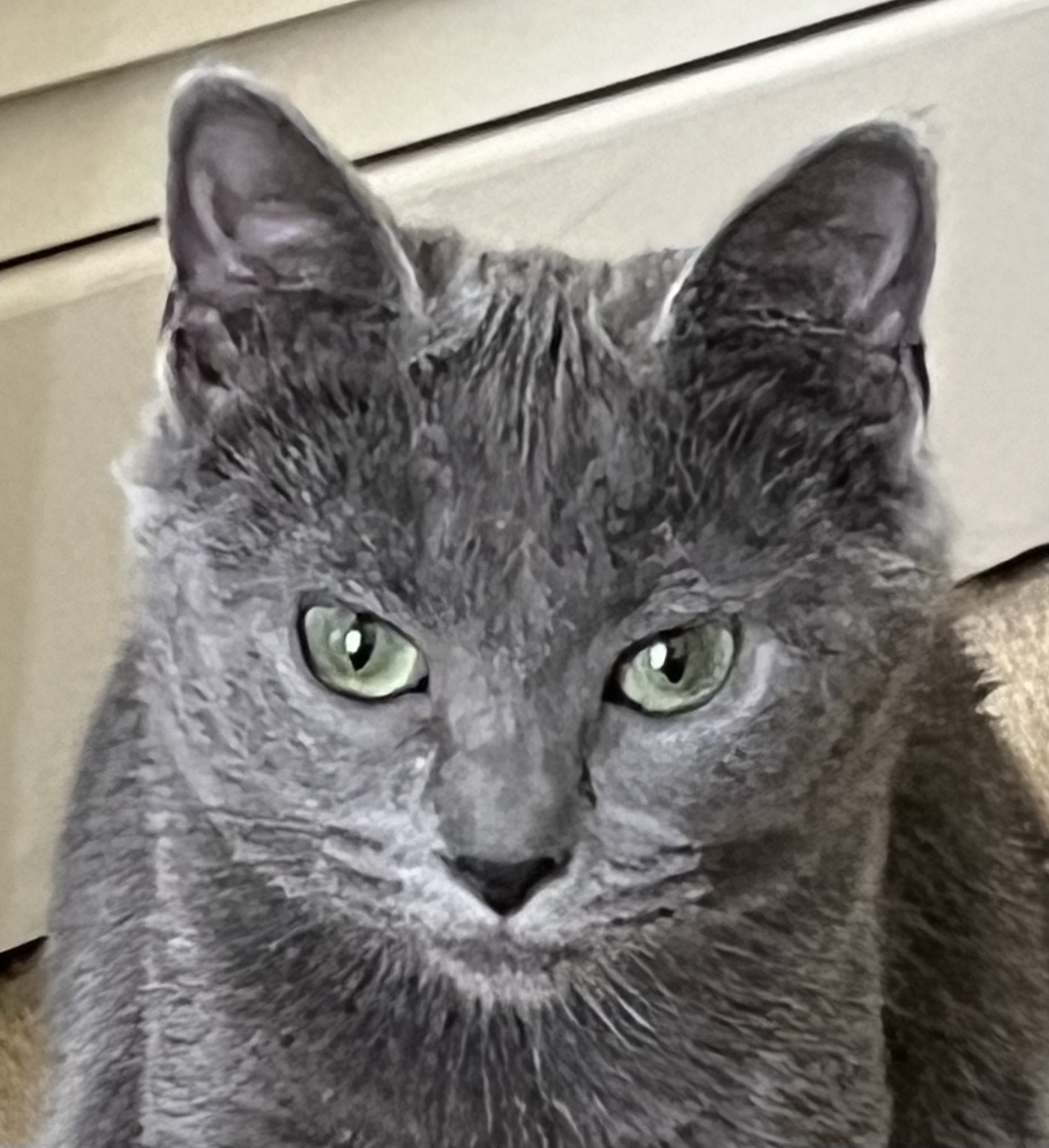 Natasha Fatale, adopted, Kitten Female Russian Blue.