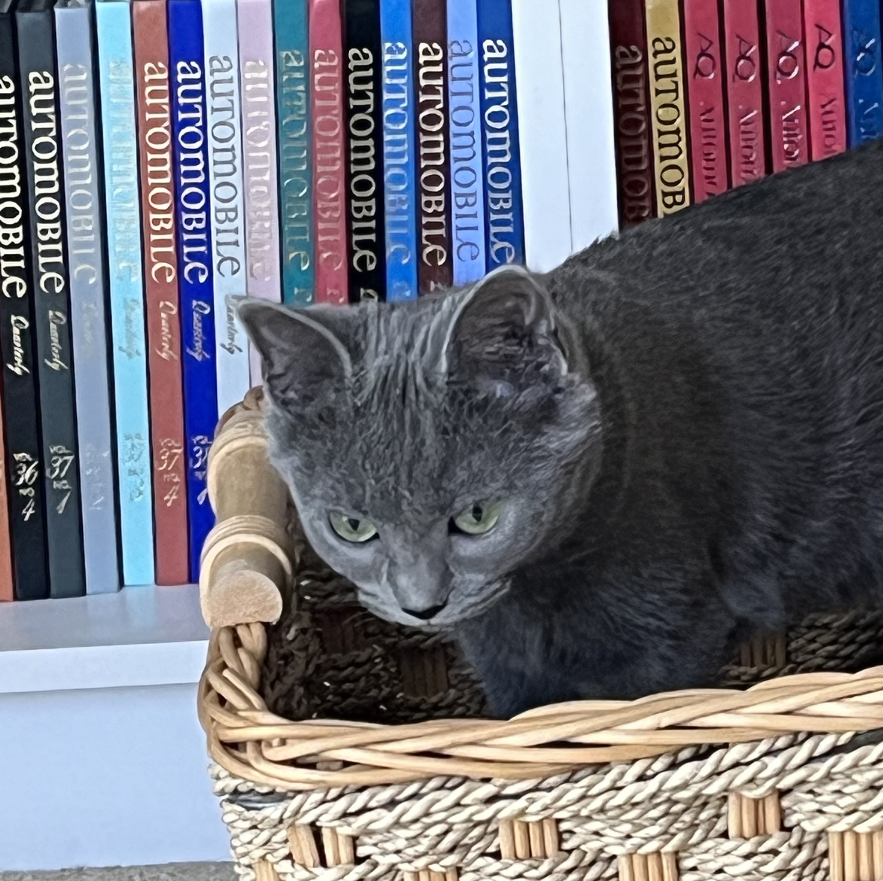 Natasha Fatale, an adopted Russian Blue in Nacogdoches, TX image 3/4