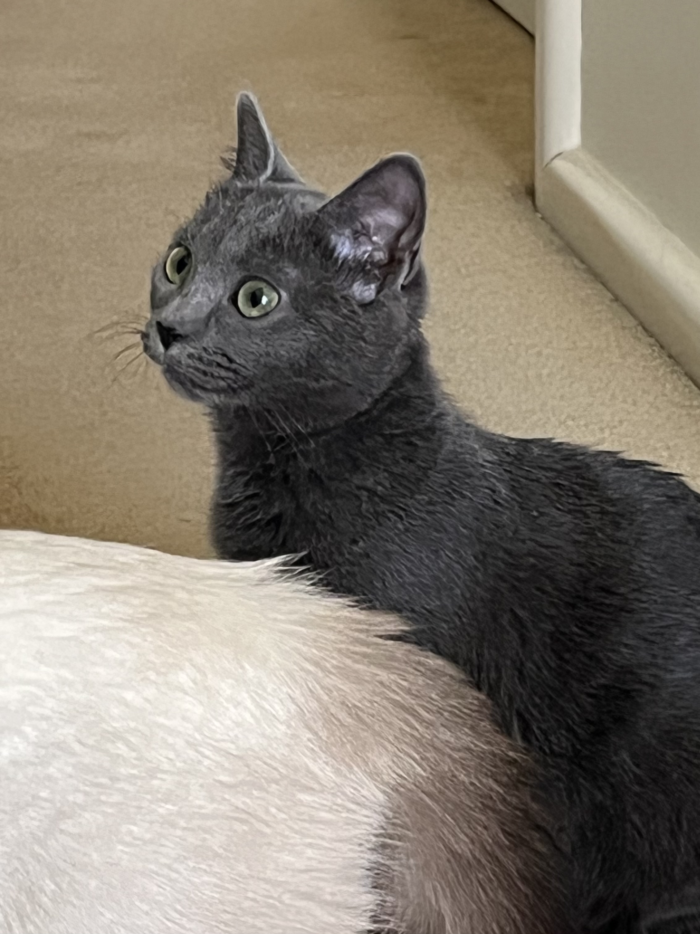Natasha Fatale, an adopted Russian Blue in Nacogdoches, TX image 4/4