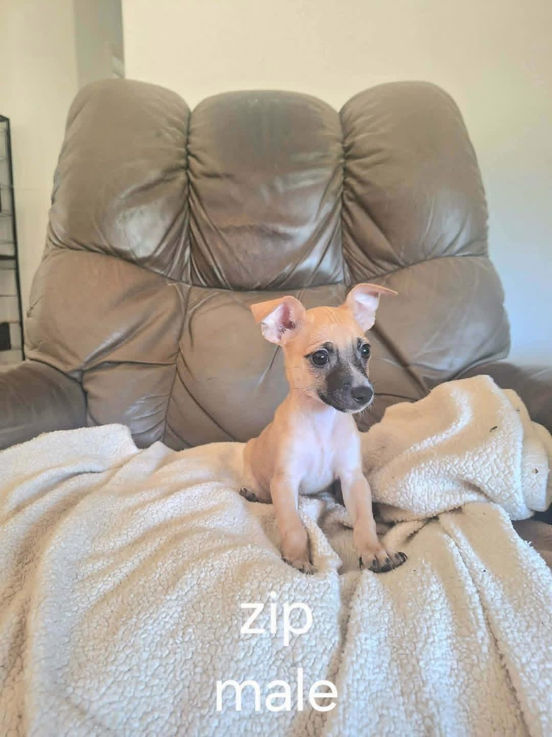 Enlarge Zip, a ADOPTABLE mixed breed in Eugene, OR image 2/4