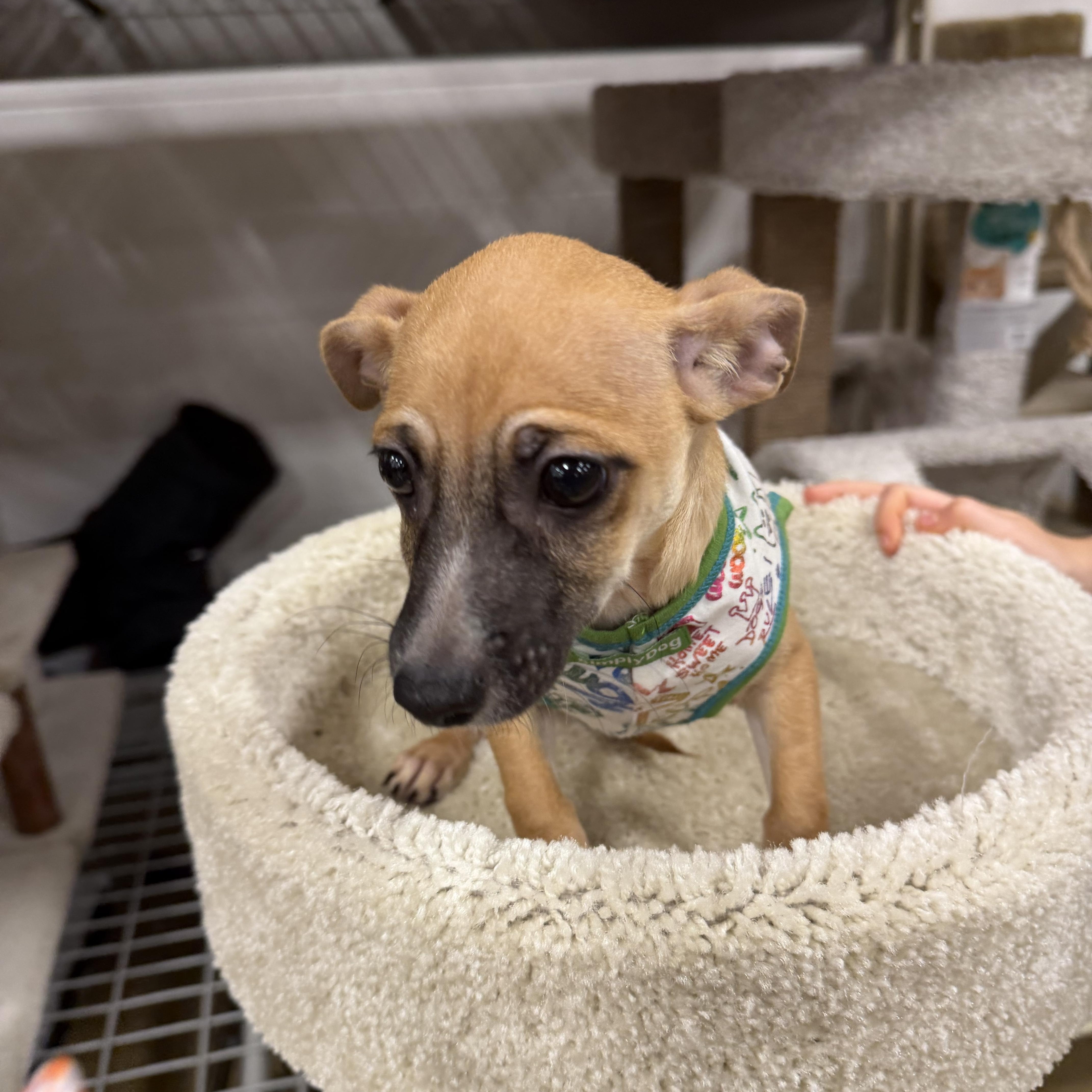 Enlarge Zip, a ADOPTABLE mixed breed in Eugene, OR image 4/4