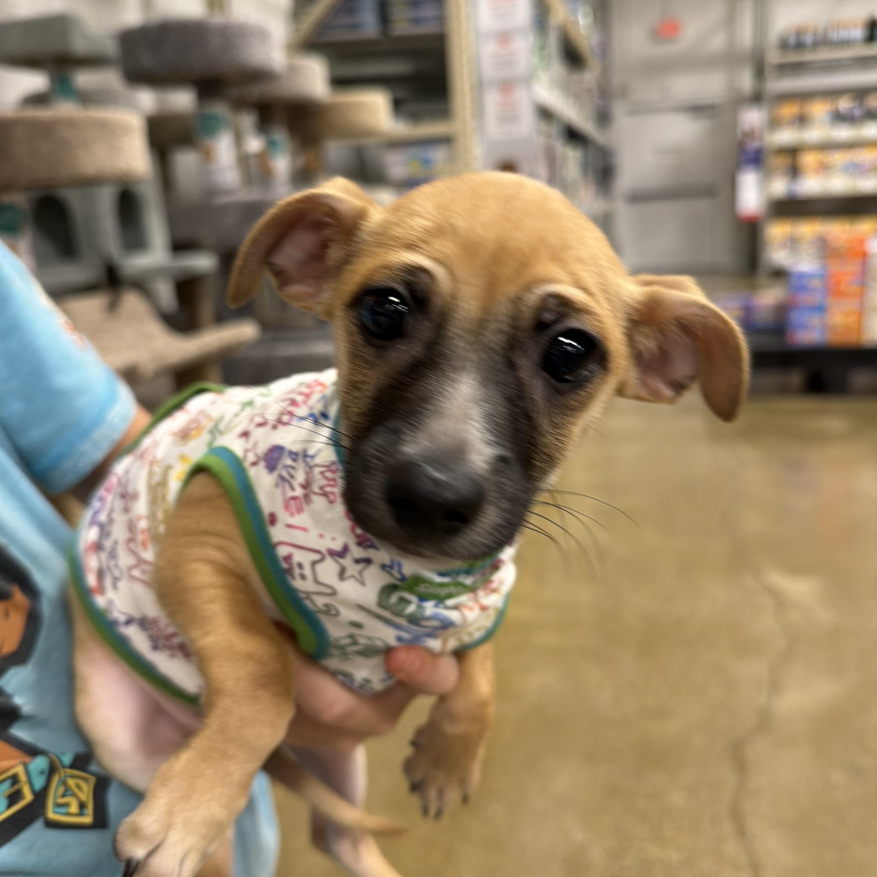 Enlarge Zip, a ADOPTABLE mixed breed in Eugene, OR image 3/4