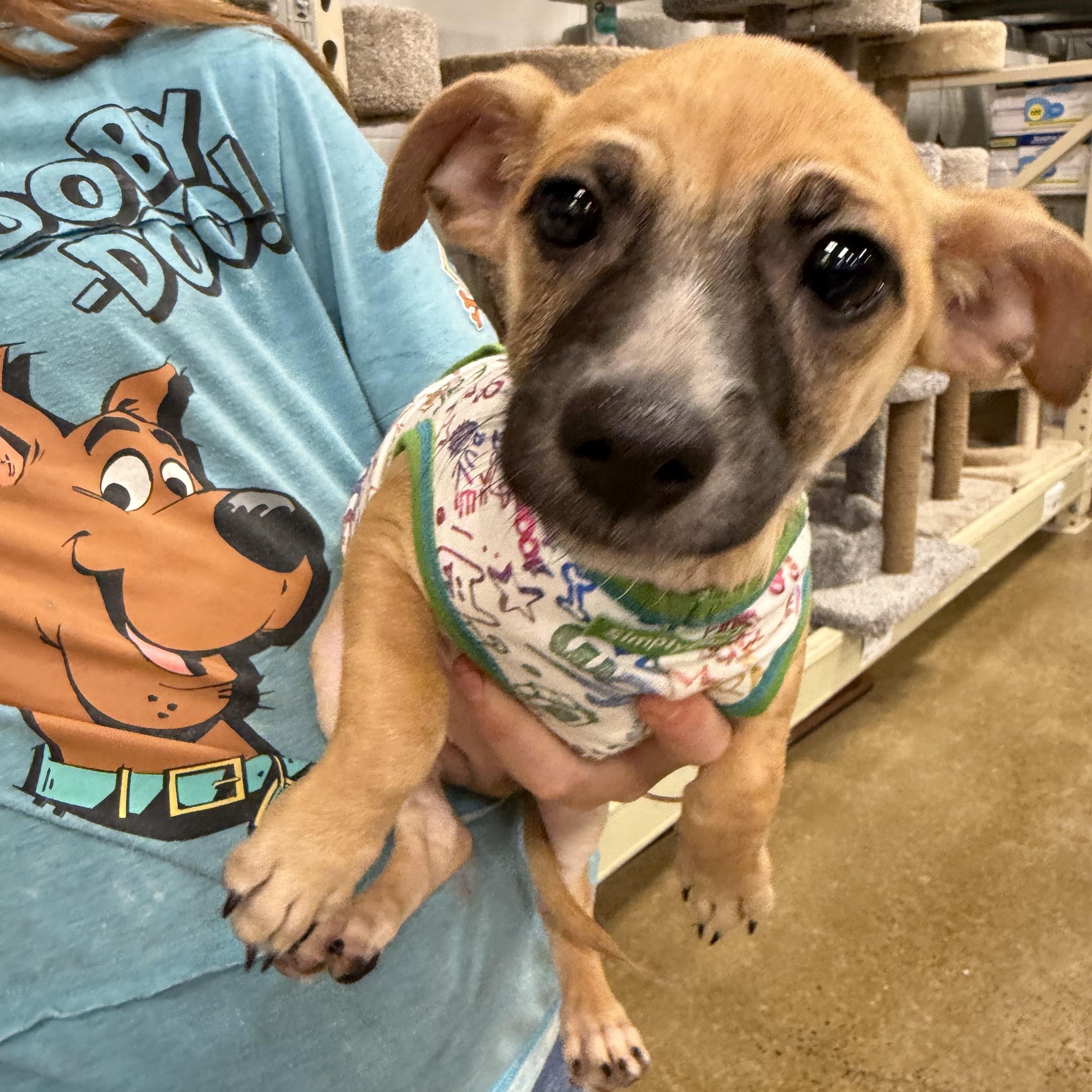 Zip, ADOPTABLE, Puppy Male Chihuahua.