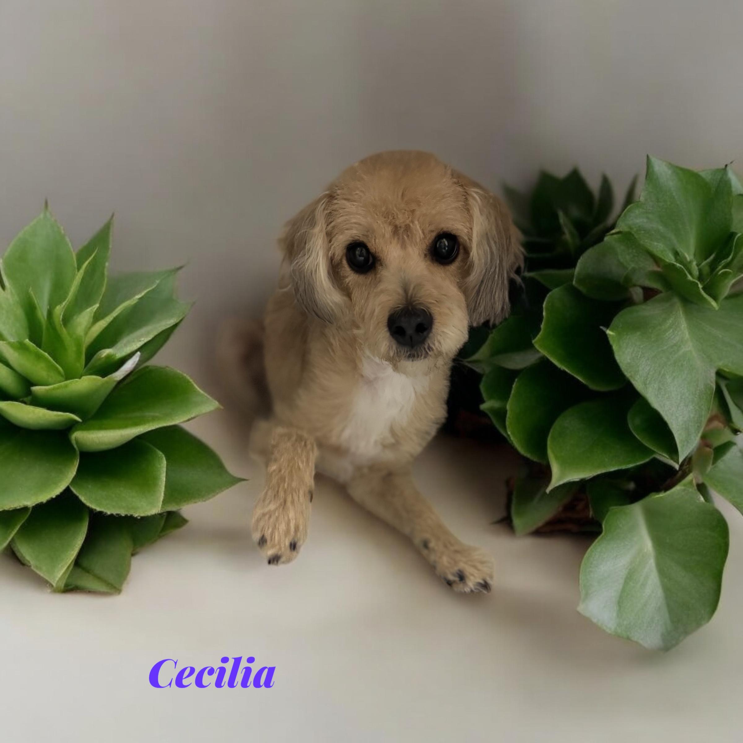 Cecilia