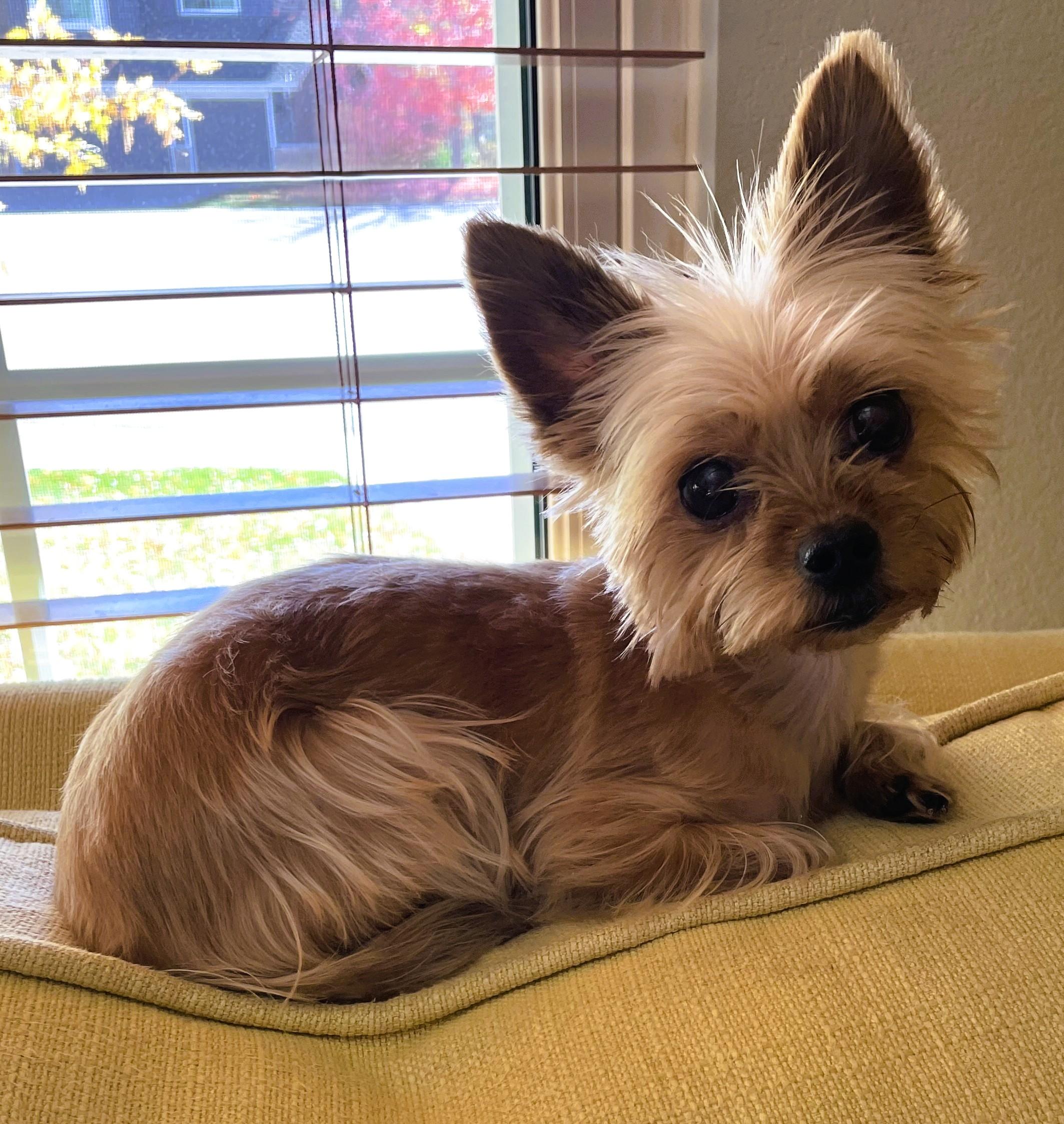 Enlarge Saidy, a Adopted Yorkshire Terrier in Parker, CO image 1/1
