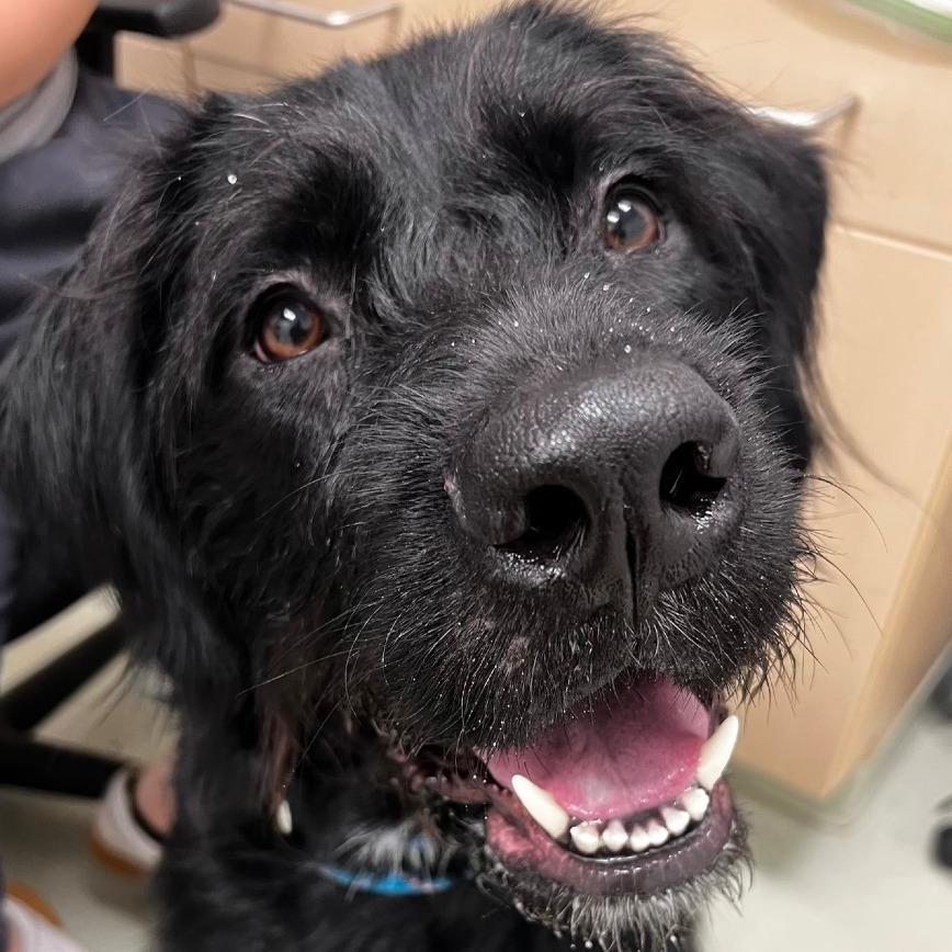 Scout, Adoptable, Adult Female Mixed Breed.