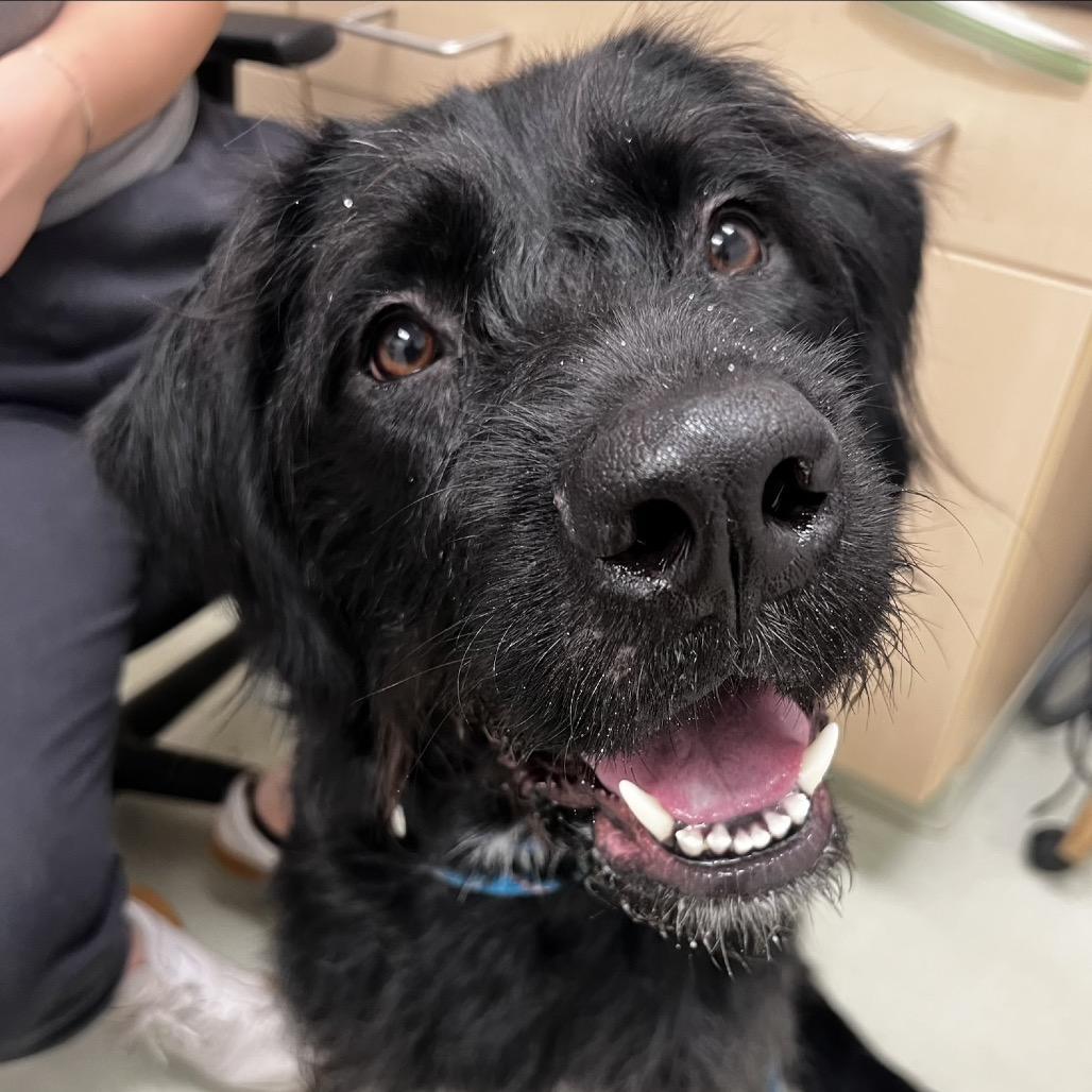 Scout, a Adoptable Mixed Breed in Ballston Spa, NY image 2/2
