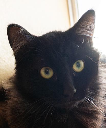 Enlarge Crisper, an adopted mixed breed in Encinitas, CA image 1/1