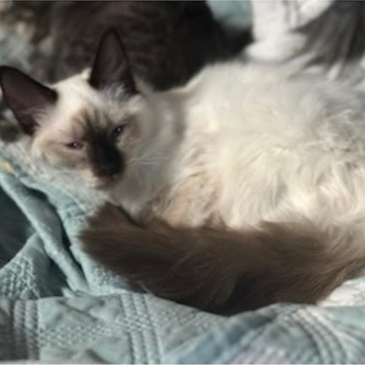 Snow, Young Female Siamese