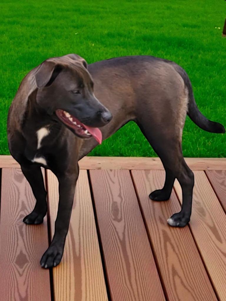 SADIE - Shadow, Adoptable, Young Female Labrador Retriever & Terrier.