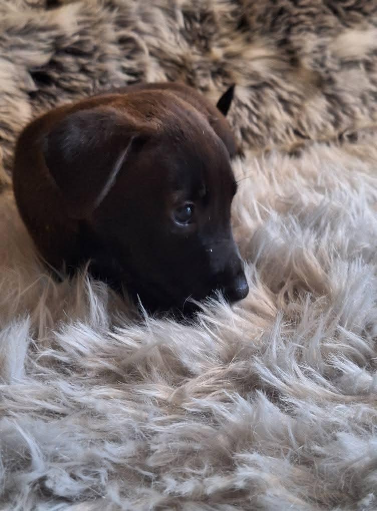 SADIE - Shadow, Adoptable, Young Female Labrador Retriever & Terrier.