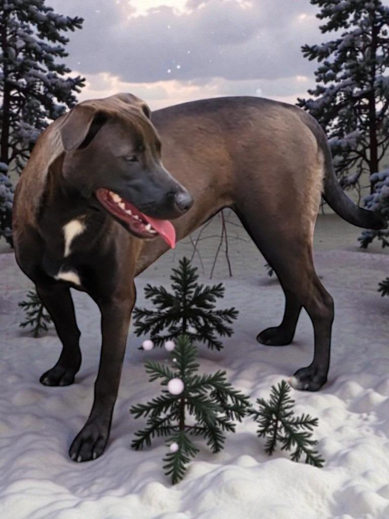 Enlarge SADIE - Shadow, a Adoptable mixed breed in Spring, TX image 5/5