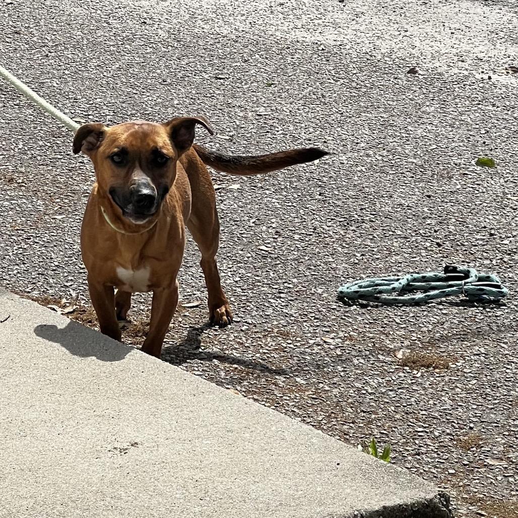 Cashew, Adoptable, Adult Male Mixed Breed.