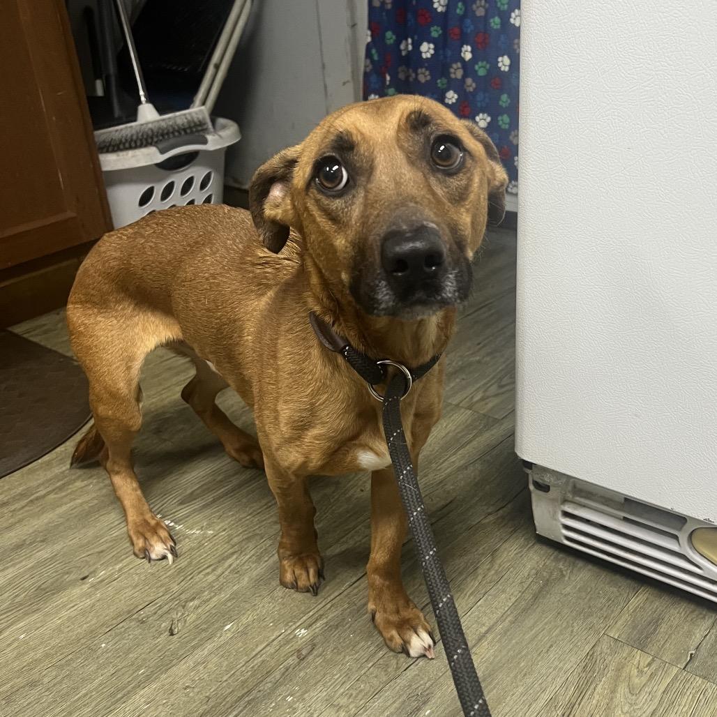 Enlarge Cashew, a Adoptable Mixed Breed in Summerville, SC image 2/3