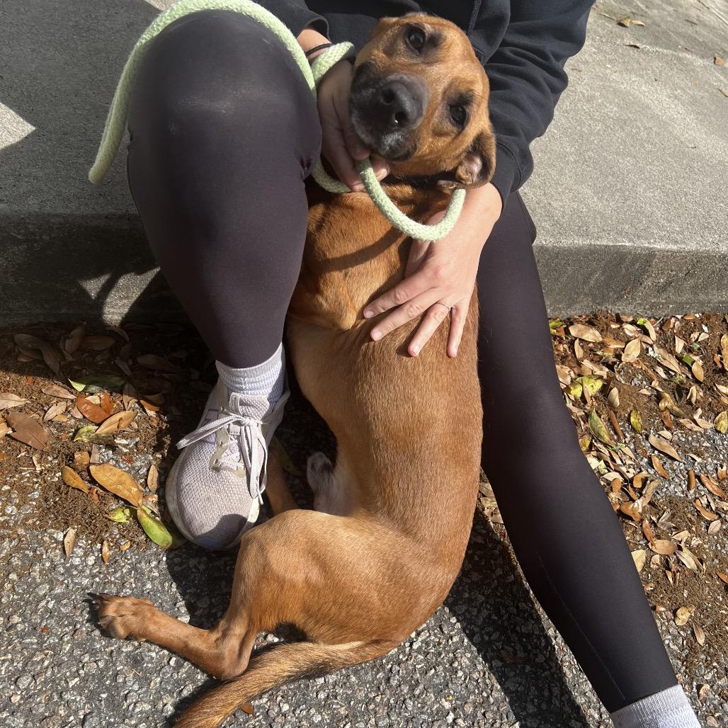 Enlarge Cashew, a Adoptable Mixed Breed in Summerville, SC image 3/3