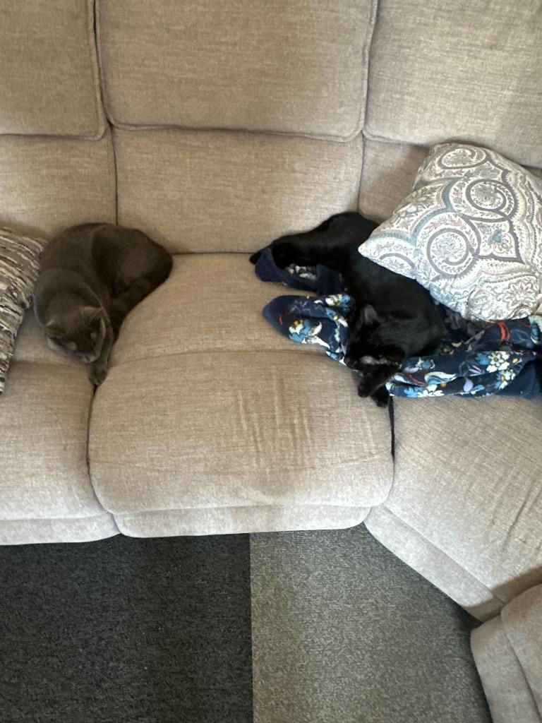 Enlarge Charlie, a Adoptable mixed breed in Pitman, NJ image 2/2