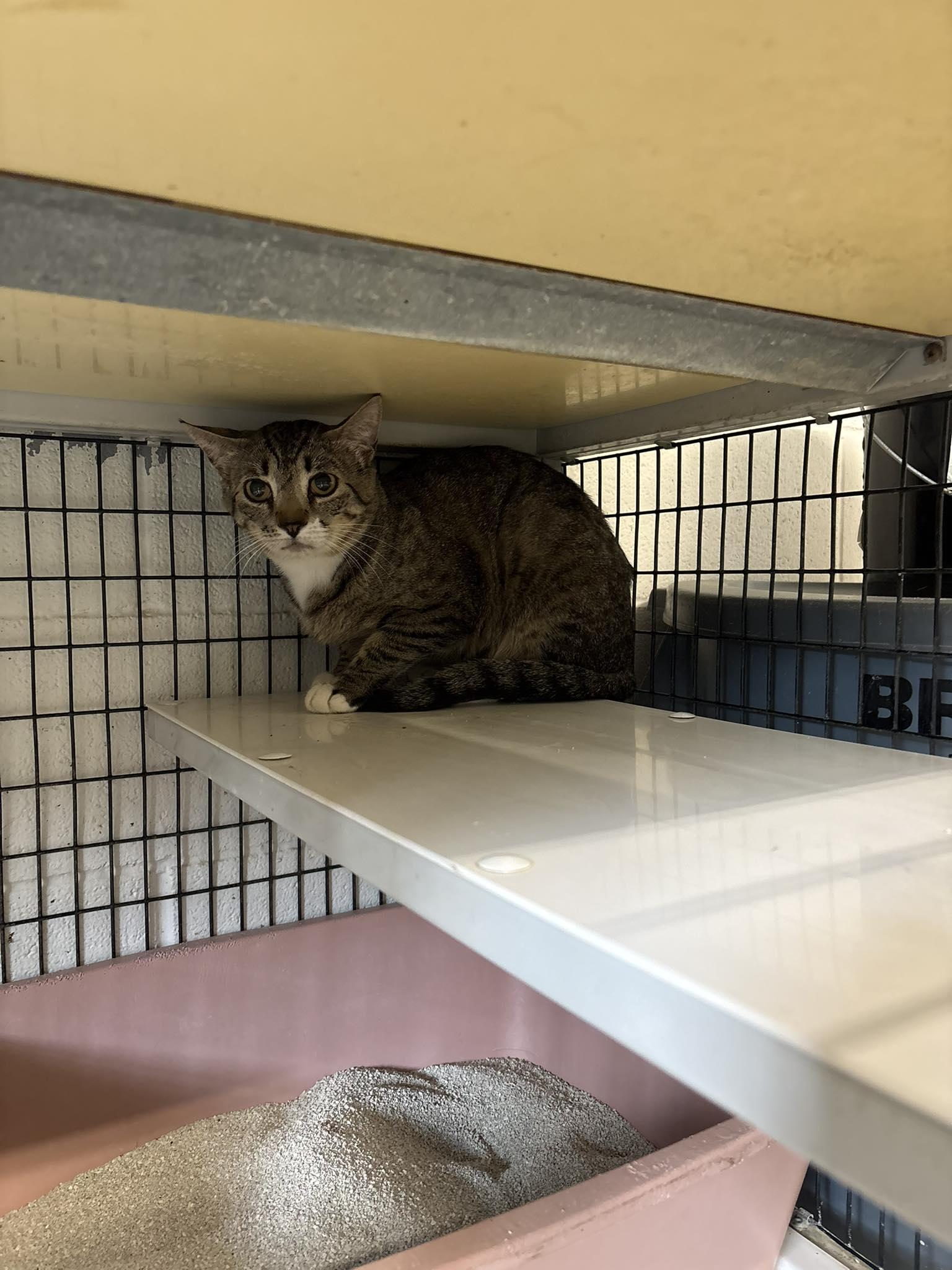 Buster, ADOPTABLE, Adult Male Domestic Short Hair.
