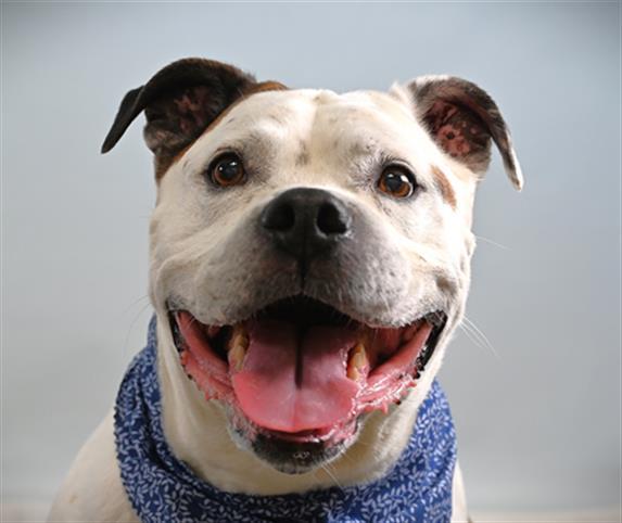 CHOPPER, Adoptable, Senior Male American Bulldog & Boxer.