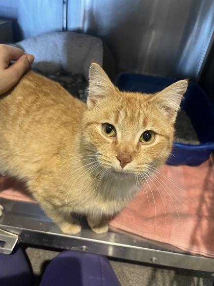 Ares, Adoptable, Adult Male Domestic Short Hair & Domestic Short Hair.