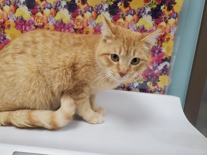 Enlarge Ares, a Adoptable mixed breed in Maumee, OH image 2/2