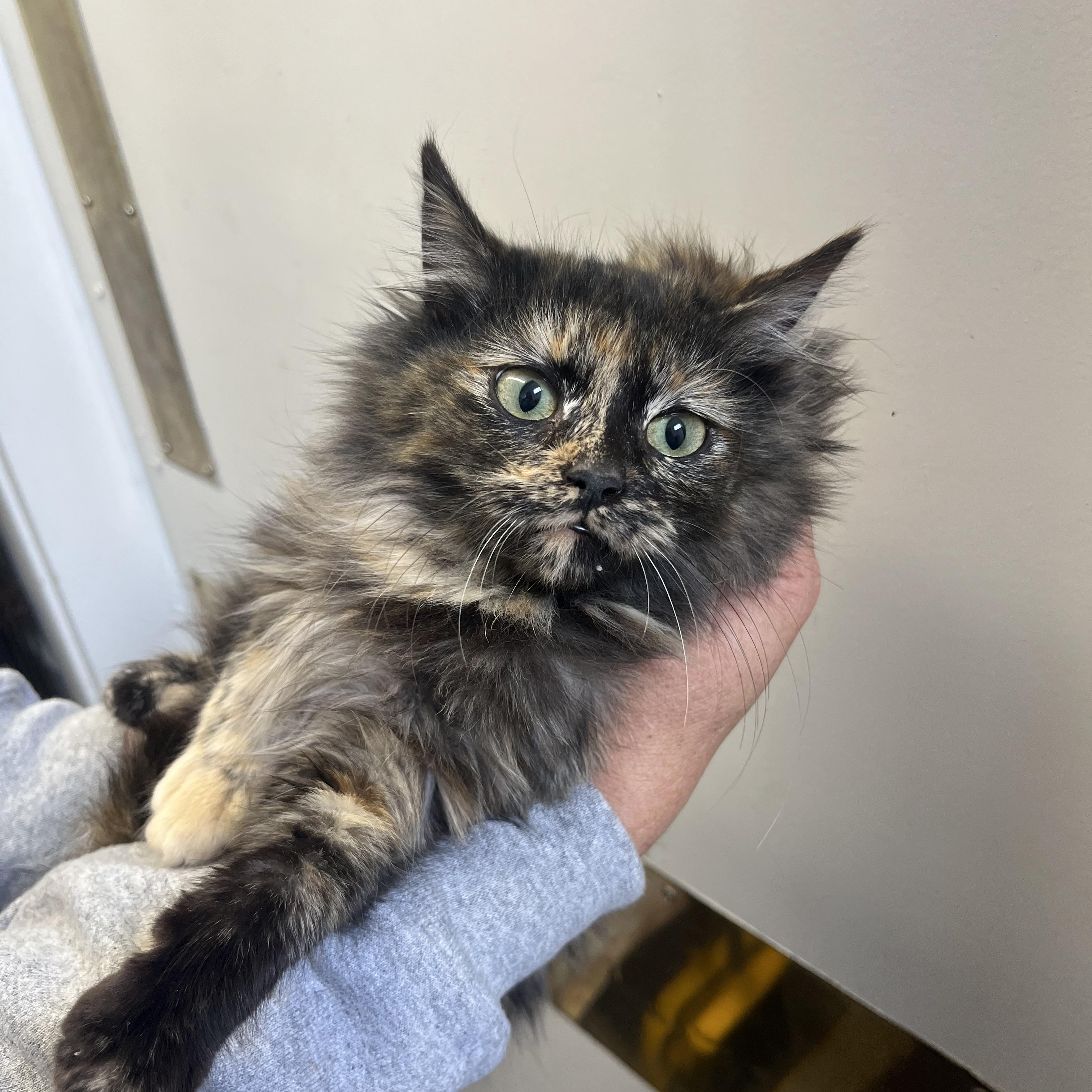 Stormy 0225 — thumbnail 2