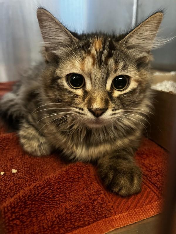 Roxanne, Adoptable, Kitten Female Domestic Medium Hair.