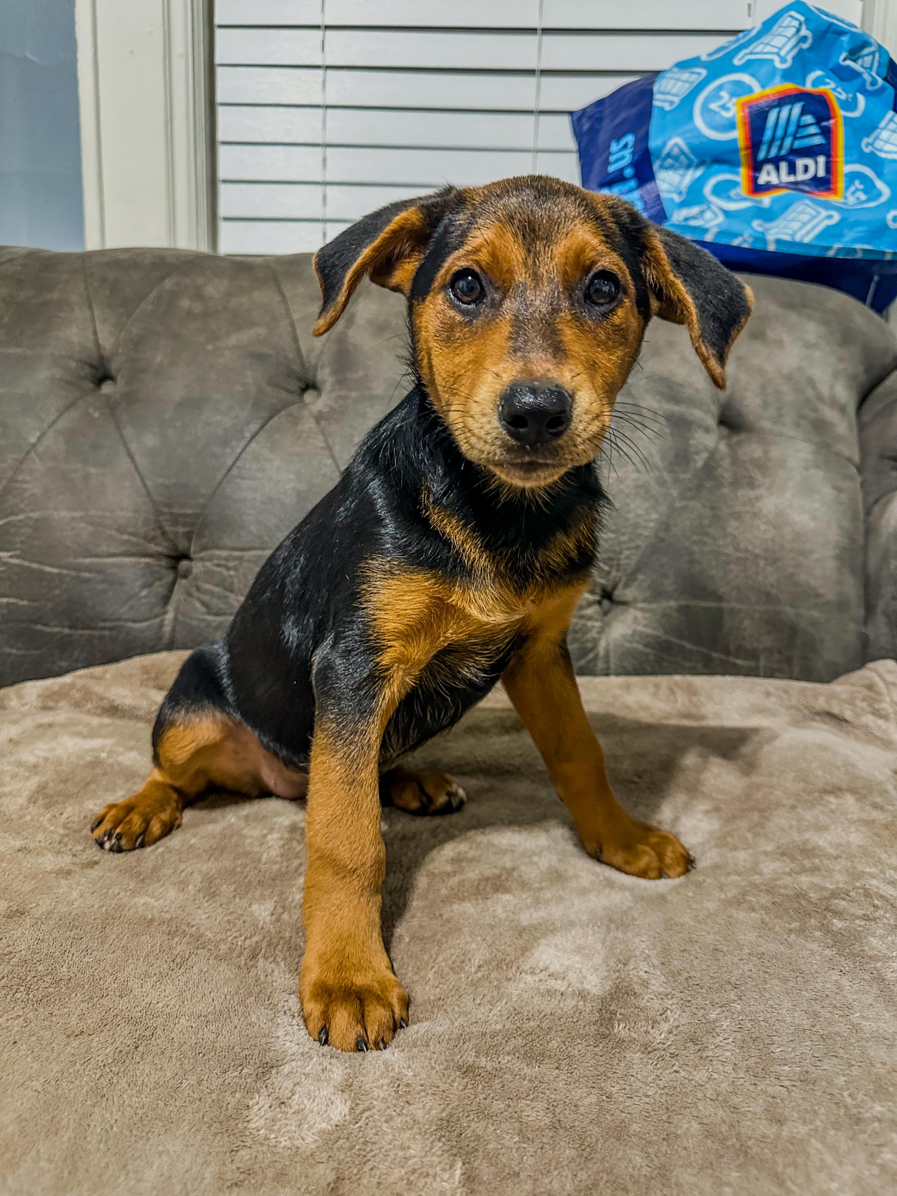 Magnolia June, Adopted, Puppy Female German Shepherd Dog.