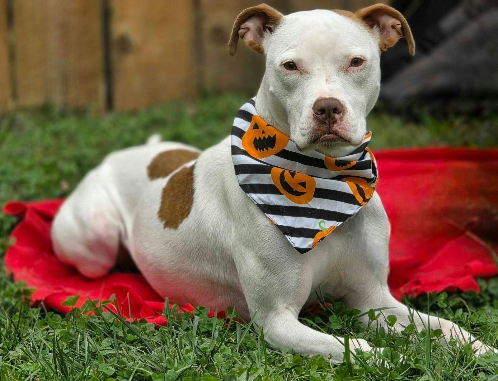 Senene, Adoptable, Young Female Pit Bull Terrier.