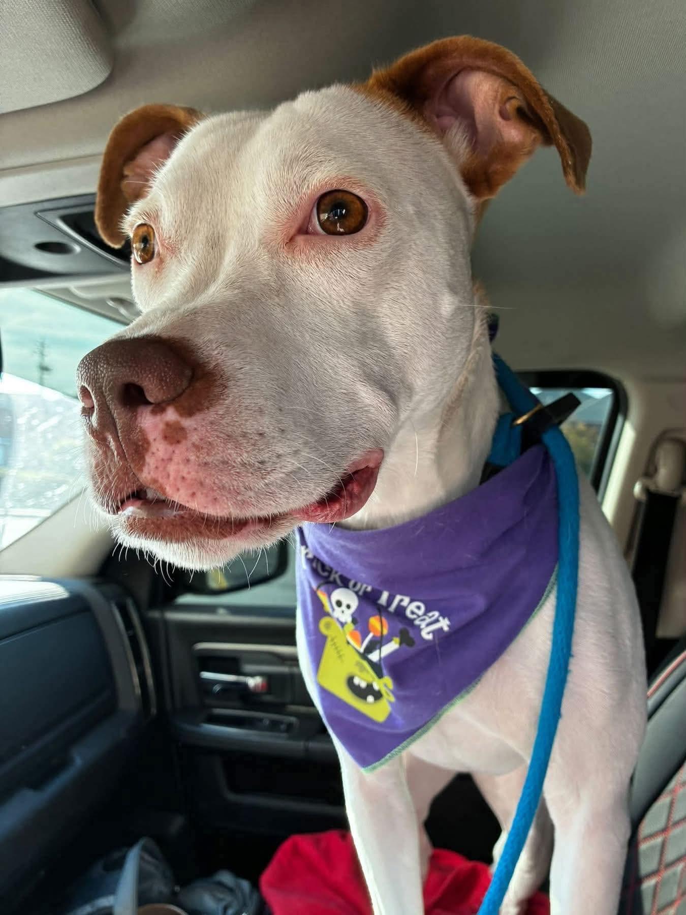 Senene, Adoptable, Young Female Pit Bull Terrier.