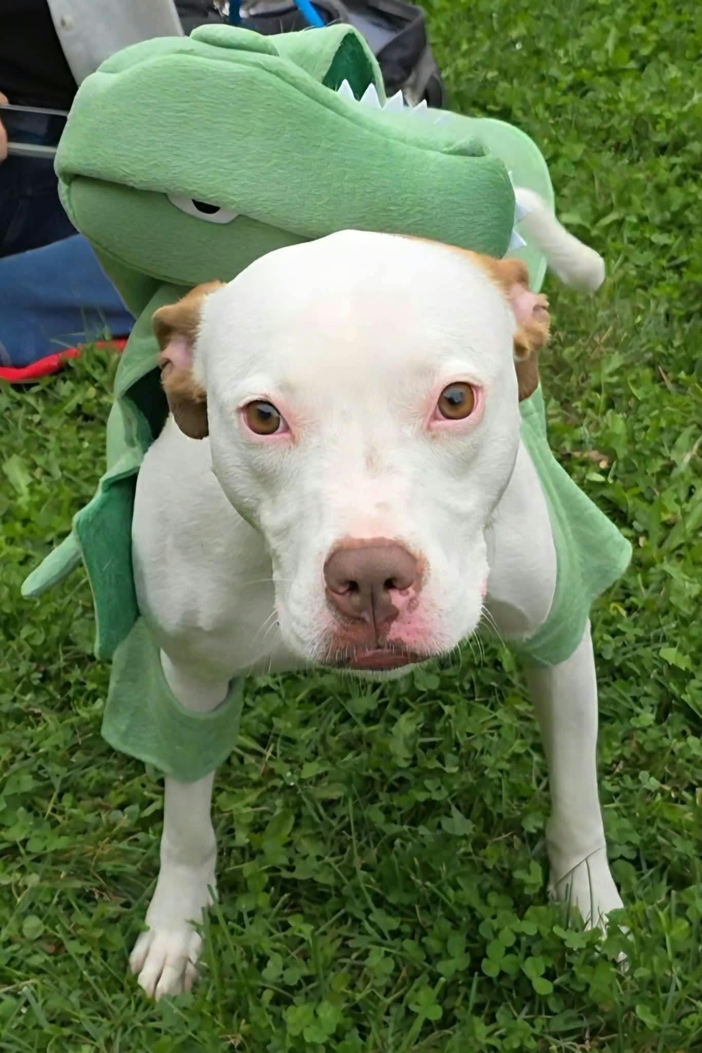 Enlarge Senene, a Adoptable Pit Bull Terrier in Germantown, OH image 2/3