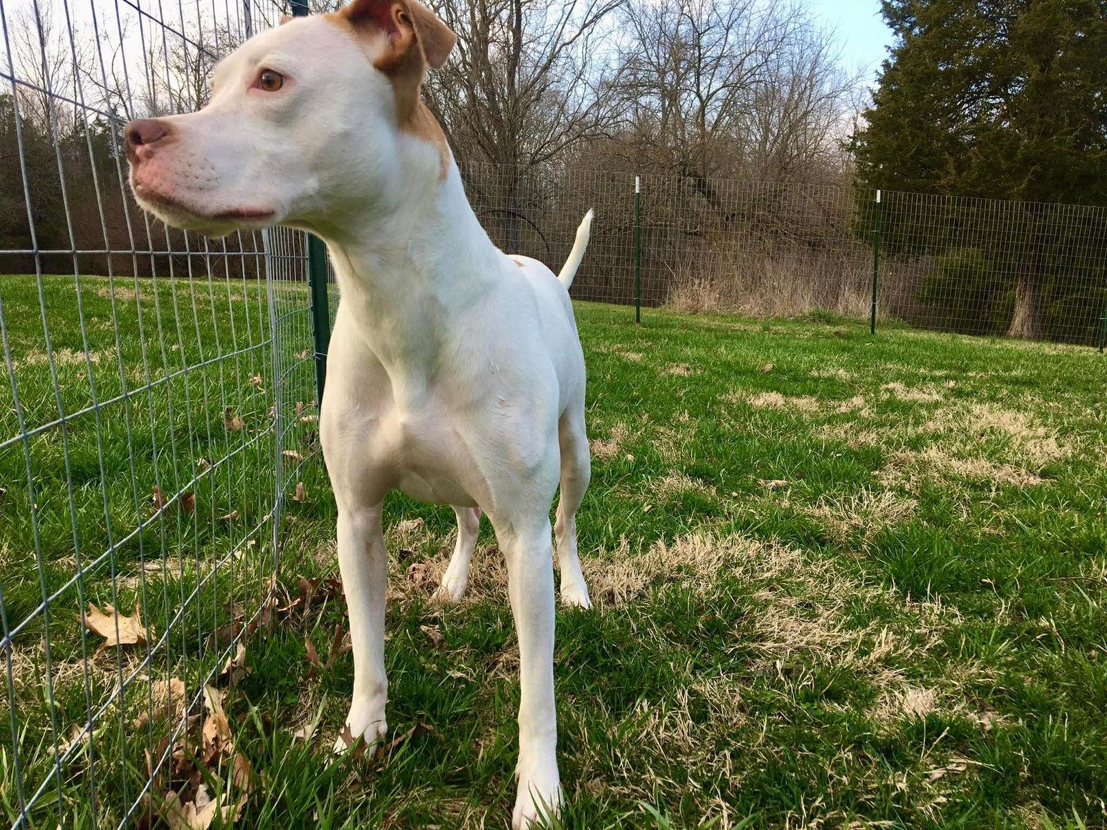 Senene — thumbnail 2