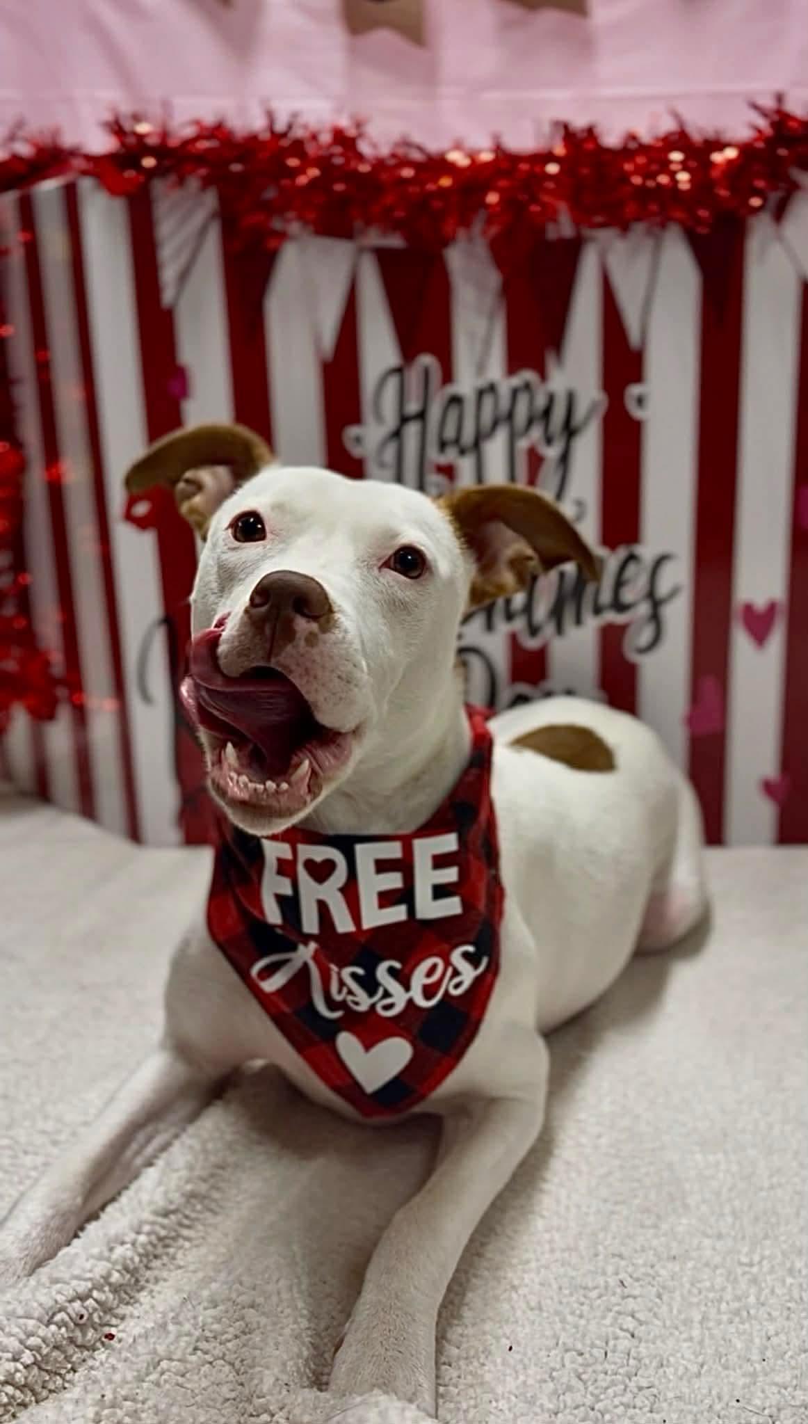 Senene — thumbnail 3