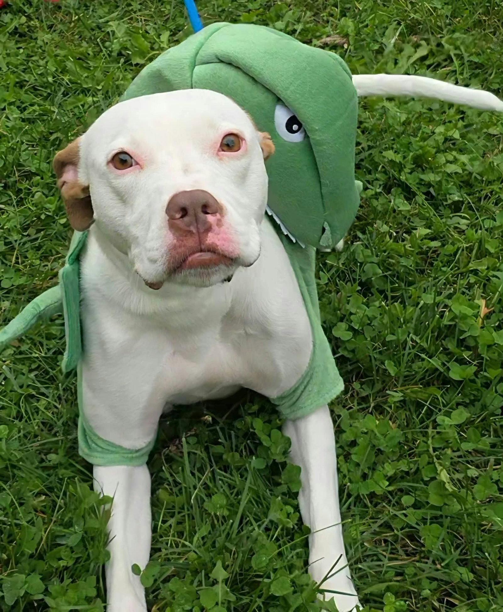 Enlarge Senene, a Adoptable Pit Bull Terrier in Germantown, OH image 3/3
