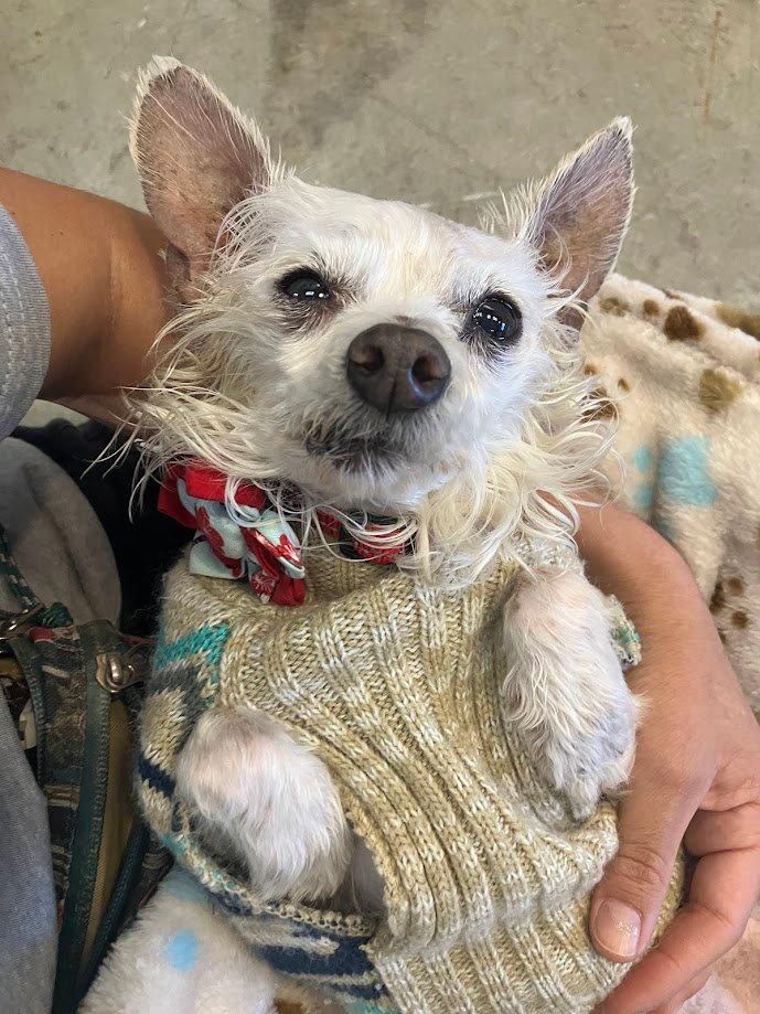 Enlarge Peanut, an adopted mixed breed in Scottsdale, AZ image 3/3
