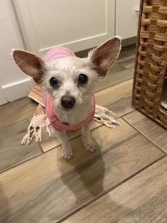 Enlarge Peanut, an adopted mixed breed in Scottsdale, AZ image 2/3